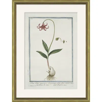 Soicher Marin 'hortus Romanus 1772-1793 15' - Picture Frame Painting On Paper In Multi