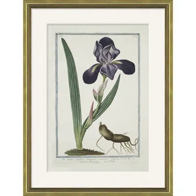 Soicher Marin 'hortus Romanus 1772-1793 19' - Picture Frame Painting On Paper In Animal Print