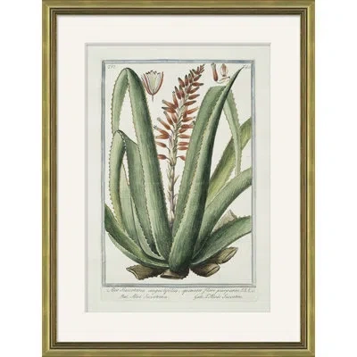 Soicher Marin 'hortus Romanus 1772-1793 30' - Picture Frame Painting On Paper In Multi