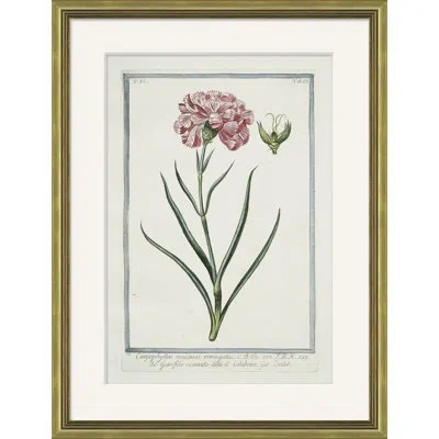 Soicher Marin Hortus Romanus 1772-1793' - Picture Frame Print On Paper In Green
