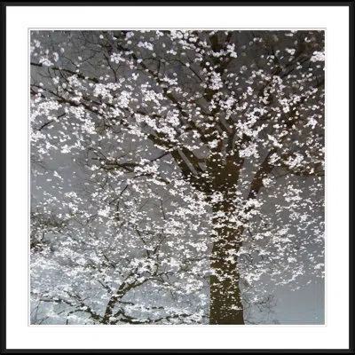 Soicher Marin 'infrared Cherry Blossoms' - Picture Frame Photograph On Paper In Black