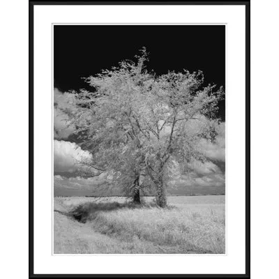 Soicher Marin 'infrared Trees In Wheat Field' - Picture Frame Photograph On Paper In Multi
