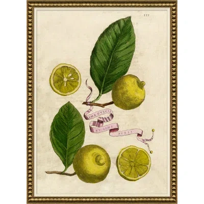 Soicher Marin 'lemons And Ribbons' Picture Frame Drawing Print In Green;yellow