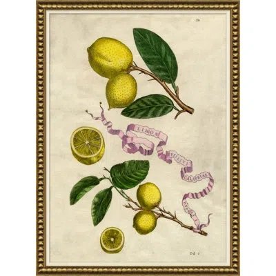 Soicher Marin 'lemons And Ribbons' Picture Frame Drawing Print In Multi