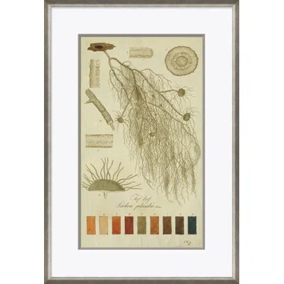 Soicher Marin Lichen Studies, John Peter Westring, 1808 By Paul Cezanne - Picture Frame Graphic Art On Paper In Green;gray