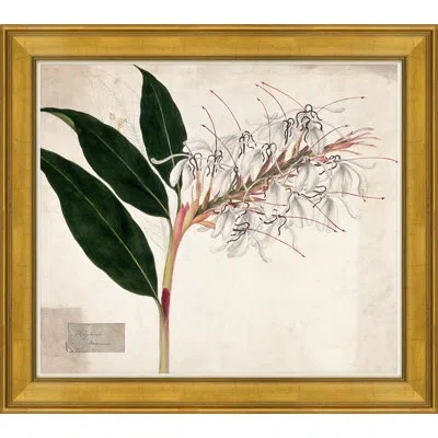 Soicher Marin Lilies By Paul Cezanne - Picture Frame Graphic Art On Paper In Brown