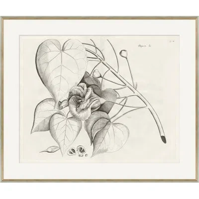 Soicher Marin 'malaberica Brittanica 1' - Picture Frame Drawing Print On Paper In Gray;off White