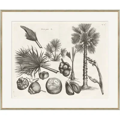 Soicher Marin Malaberica Brittanica 2 - Picture Frame Drawing Print On Paper In Multi
