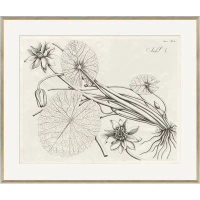 Soicher Marin 'malaberica Brittanica 3' - Picture Frame Drawing Print On Paper In Gray;off White