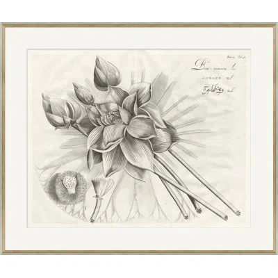 Soicher Marin Malaberica Brittanica 4 - Picture Frame Drawing Print On Paper In Gray;off White