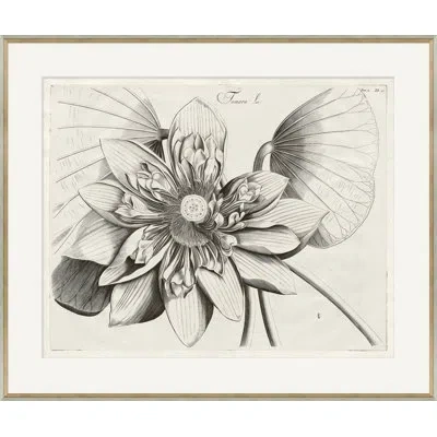 Soicher Marin Malaberica Brittanica 6 - Picture Frame Drawing Print On Paper In Gray;off White