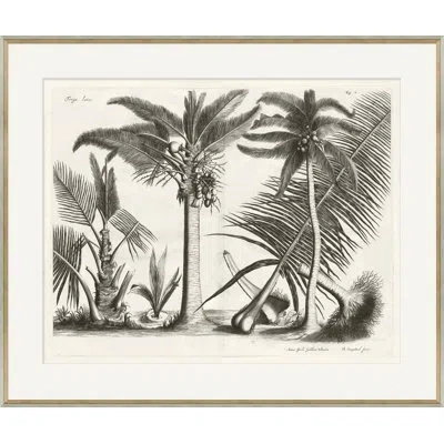 Soicher Marin Malaberica Brittanica - Picture Frame Drawing Print On Paper In Neutral