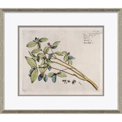 Soicher Marin Malaberica (colored) By Paul Cezanne - Picture Frame Painting On Paper In White