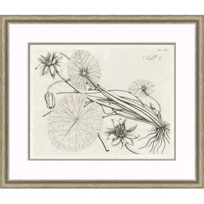 Soicher Marin Malaberica Etching Ii - Single Picture Frame Print