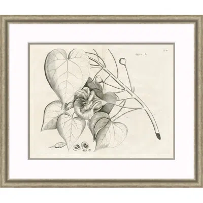 Soicher Marin Malaberica Etching Iii - Single Picture Frame Print