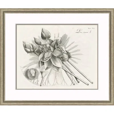 Soicher Marin Malaberica Etching Iv - Single Picture Frame Print