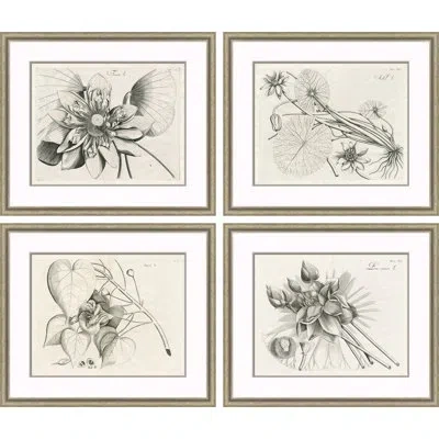 Soicher Marin Malaberica Etchings - 4 Piece Single Picture Frame Painting Set