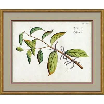 Soicher Marin 'malaberica Leaves In Color 3' -  Picture Frame Graphic Art On Paper In Brown;green;beige