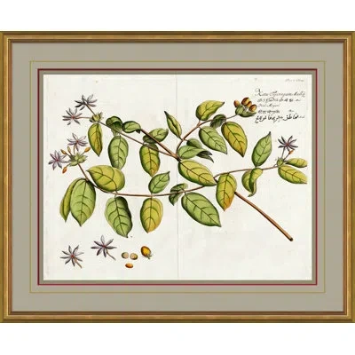 Soicher Marin 'malaberica Leaves In Color 5' - Picture Frame Graphic Art On Paper In Multi