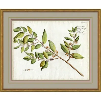 Soicher Marin 'malaberica Leaves In Color' - Picture Frame Graphic Art On Paper In Green