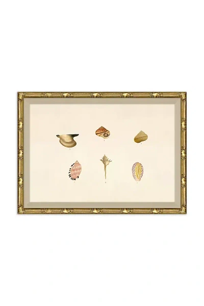 Soicher Marin Malacology Study Wall Art In Gold