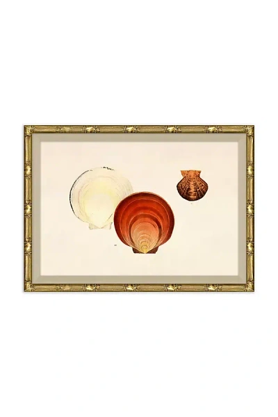 Soicher Marin Malacology Study Wall Art In Multi