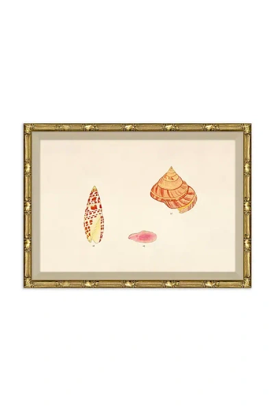 Soicher Marin Malacology Study Wall Art In Multi