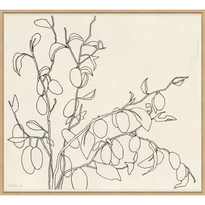 Soicher Marin 'olives' By Susan Hable - Picture Frame Drawing Print On Paper In Brown