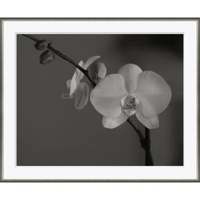 Soicher Marin Orchid In Black & White - Picture Frame Photograph On Paper In Black;white