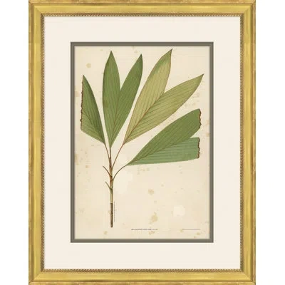 Soicher Marin 'palm Leaves 6' Picture Frame Painting In Green;beige