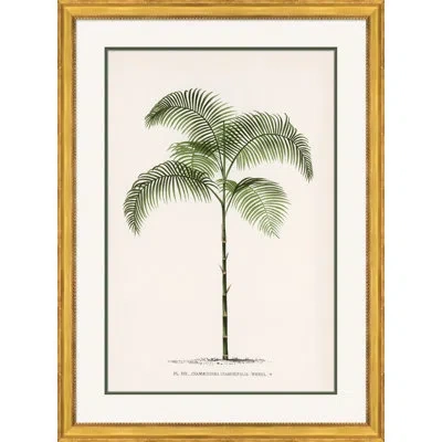 Soicher Marin 'palms 1' - Picture Frame Painting On Paper In Green