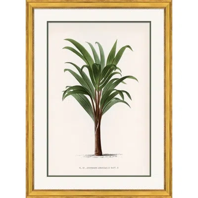 Soicher Marin 'palms 5' Picture Frame Graphic Art In Green;off White