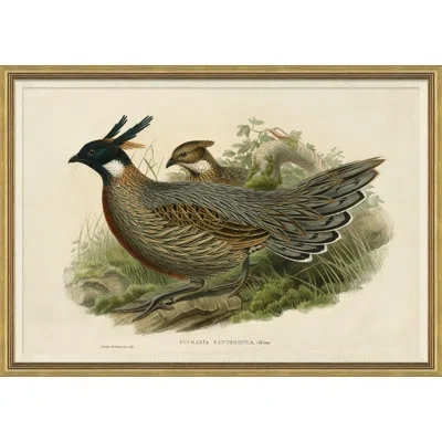 Soicher Marin Pheasants From Goulds Birds Of Australia 1 Picture Frame Graphic Art In Multi