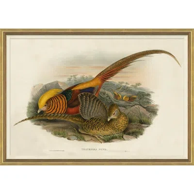 Soicher Marin Pheasants From Goulds Birds Of Australia 11 Picture Frame Graphic Art In Multi