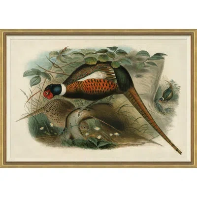 Soicher Marin Pheasants From Goulds Birds Of Australia 13 Picture Frame Graphic Art In Multi