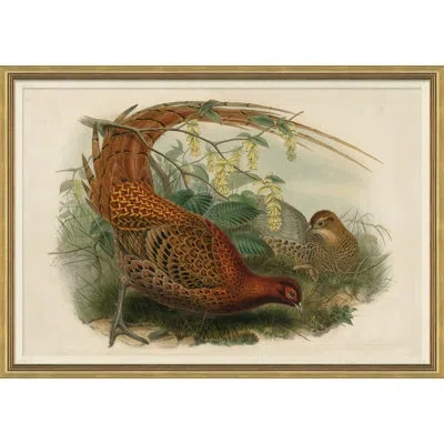 Soicher Marin Pheasants From Goulds Birds Of Australia 15 Picture Frame Graphic Art In Brown;green