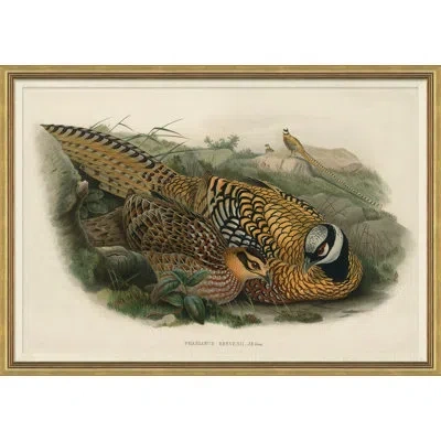 Soicher Marin Pheasants From Goulds Birds Of Australia 16 Picture Frame Graphic Art In Multi