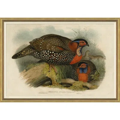 Soicher Marin Pheasants From Goulds Birds Of Australia 17 Picture Frame Graphic Art In Brown;green