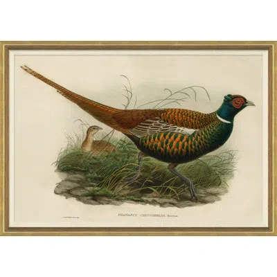 Soicher Marin Pheasants From Goulds Birds Of Australia 19 Picture Frame Graphic Art In Multi