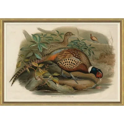 Soicher Marin Pheasants From Goulds Birds Of Australia 2 Picture Frame Graphic Art In Green