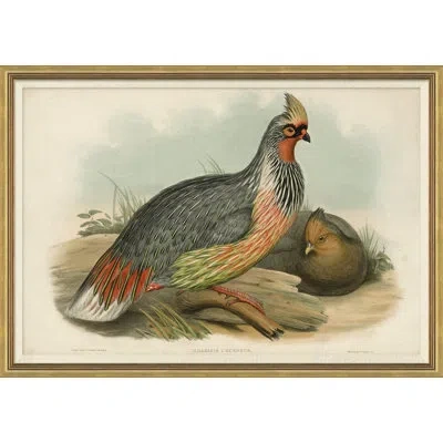 Soicher Marin Pheasants From Goulds Birds Of Australia 20 Picture Frame Graphic Art In Black