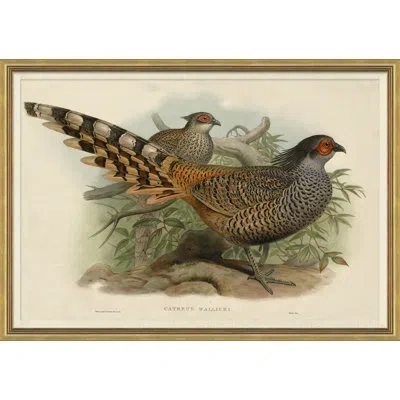 Soicher Marin Pheasants From Goulds Birds Of Australia 4 Picture Frame Graphic Art In Multi
