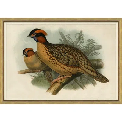 Soicher Marin Pheasants From Goulds Birds Of Australia 5 Picture Frame Graphic Art In Brown