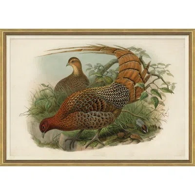 Soicher Marin Pheasants From Goulds Birds Of Australia 6 Picture Frame Graphic Art In Brown
