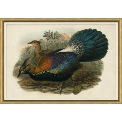 Soicher Marin Pheasants From Goulds Birds Of Australia 7 Picture Frame Graphic Art In Multi