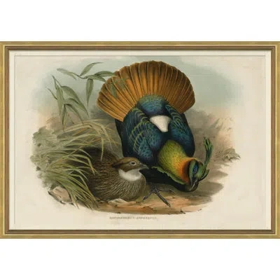 Soicher Marin Pheasants From Goulds Birds Of Australia 8 Picture Frame Graphic Art In Animal Print
