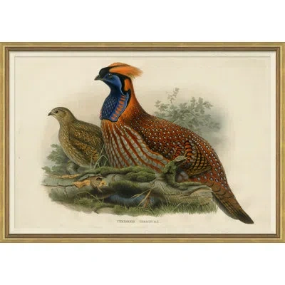 Soicher Marin Pheasants From Goulds Birds Of Australia Picture Frame Graphic Art In Brown