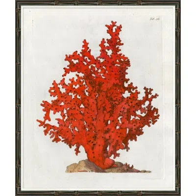 Soicher Marin Red Coral I - Picture Frame Graphic Art On Paper In Red;beige
