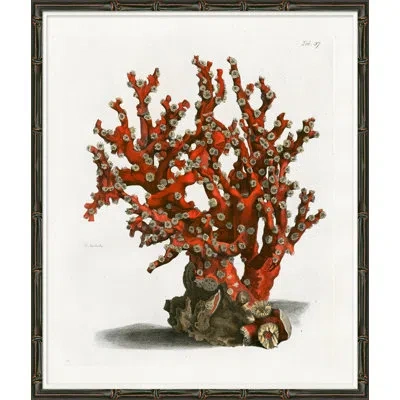 Soicher Marin Red Coral Ii - Picture Frame Graphic Art On Paper In Multi