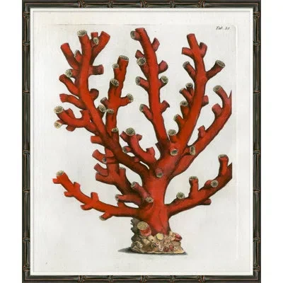 Soicher Marin Red Coral Iii - Picture Frame Graphic Art On Paper In Red;beige